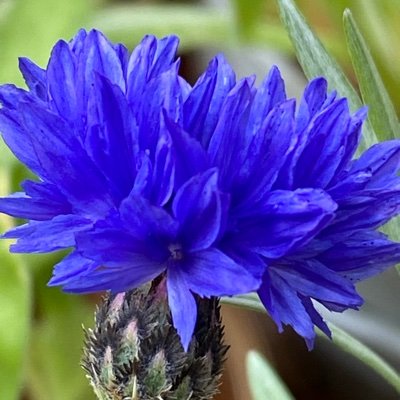Cornflowerbooks's profile picture. Author, represented by @gaia_banks of @sheilland; reviewer. Books, gardens, and other good things.