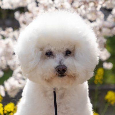 kawaiinicoletw1's profile picture. ニコル🐶(愛犬)を撮るためにカメラ始めたけど、カメラ向けるとそっぽ向くよう(カメラ嫌い)になったので諦めて、いまは主に乗り物・動く被写体、他興味が湧いたもの写真撮ってます。