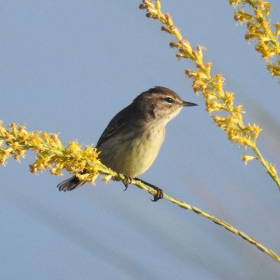 Sunshine State Biodiversity Group Profile