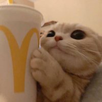 📁🐈 (@sulatnitata) 's Twitter Profile