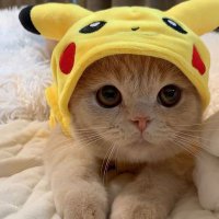 猫🍥(@niconiconekoko) 's Twitter Profile Photo