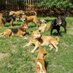 Twelve Tail's Sanctuary For Dog's (@thetwelvetails) Twitter profile photo Twelve Tail's Sanctuary For Dog's (@thetwelvetails) Twitter profile photo
