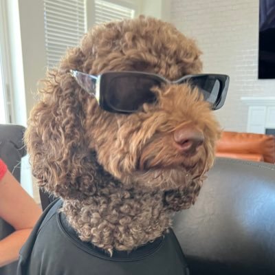 Grizzly is a Labradoodle mini and is the coolest Labradoodle to ever walk this earth.