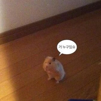 아딘さんのプロフィール画像