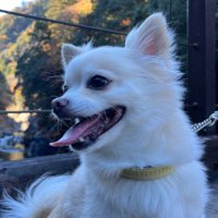 あっぷるびっきー (@apple_bikkiy) 's Twitter Profile Photo
