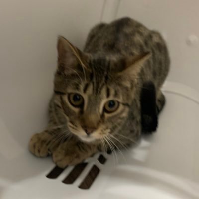 ThatPreston1's profile picture. Hobbyist programmer and Minecraft modder

ThatPreston on Roblox