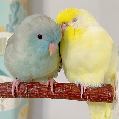 ふたりの記録。 🐤もよりちゃん（セキセイインコ♀） 🐦あたりちゃん（サザナミインコ♀） 🚫 Repost is prohibited