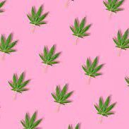lily_seitz's profile picture. 420 friendly. HMU i'm bored.