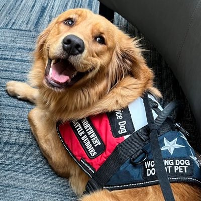 I’m a service dog for a Veteran. I was gifted by Northwest Battle Buddies. I love my job!