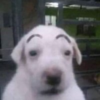 Puchito (@ouchizhang) 's Twitter Profile