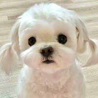 ˳·˖ᴵᵐ✶‧͙⁺มัดแกละของธนนท์‧͙⁺✦ (@im_mytanont) 's Twitter Profile