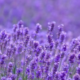 Vka96206186's profile picture. Україна 🇺🇦