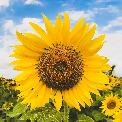 MindPositively's profile picture. 