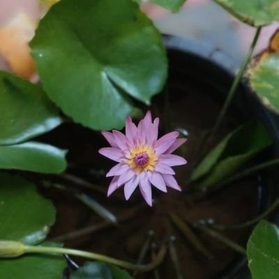 Moniya08446724's profile picture. Single