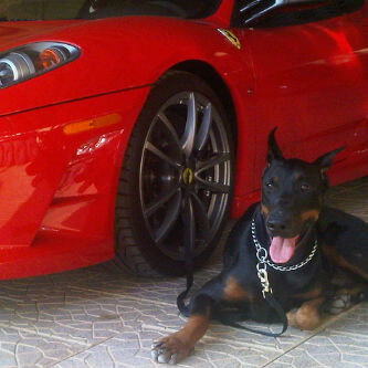 om2009sa's profile picture. 