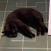 L (@_zolzie_) 's Twitter Profile