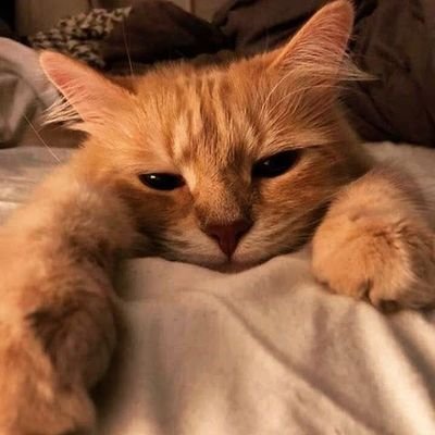 yorgingercat's profile picture. dense moron 🔞