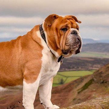 bulldogloversw's profile picture. 👉 Welcome to @bulldogloversw
🐶 We share daily #bulldog contents 🐶
👉 Follow us if you really love bulldogs ♥