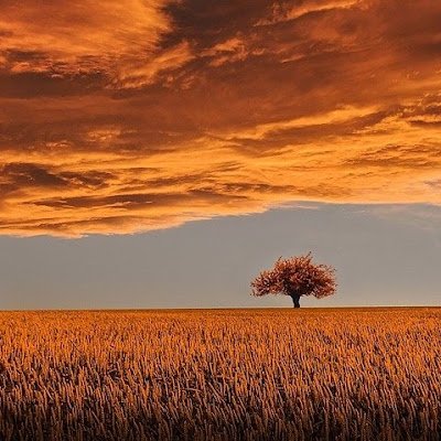 tangerinecoder's profile picture. Robotics and AI @ SAIL
fear less; imagine more