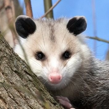 SpiffyPossum Profile Picture