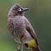 🎗️ Bulbul 🎗️ (@bulbul2058334) Twitter profile photo 🎗️ Bulbul 🎗️ (@bulbul2058334) Twitter profile photo