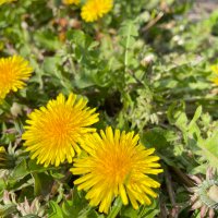 絵本専門士ユニットにぎにぎ (@niginigie) Twitter profile photo