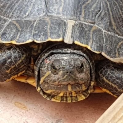 D'ici est la vérité : je ne suis pas le frère d'Alain. Rien ne sert de courir quand faute de lièvre on a qu'un lapin posé là par hasard.