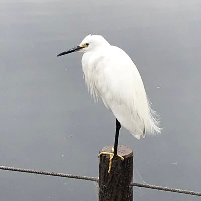 RwSdIfsvxMOXGZU's profile picture. 