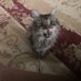 MagicCatLady (@magiccatlady74) Twitter profile photo MagicCatLady (@magiccatlady74) Twitter profile photo