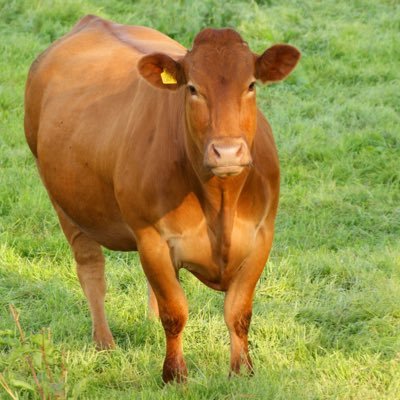 beefyonion33 Profile Picture