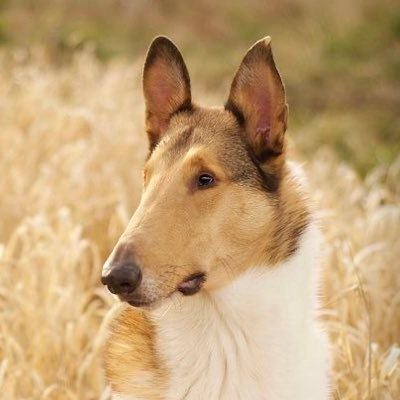 Music enthusiast, I love small animals & dogs (Herding breeds especially) - Casual splatoon player | He him. Boycott Cheerios