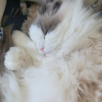 Kiwi 🍉さんのプロフィール画像