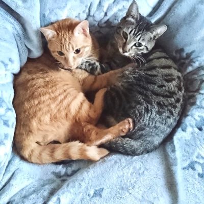 🐈‍⬛キジトラしろみ4歳♀、🐈茶トラこむぎ３歳♀、🐈シャムミックスあずき1歳♂、😺皆んな可愛い🩷