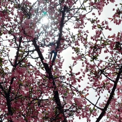 MeylaniKatjong's profile picture. 