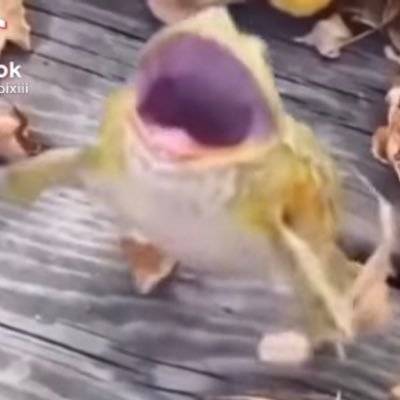 frogginet5353's profile picture. hi