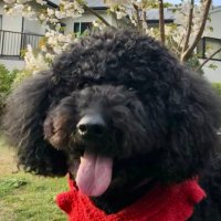 田中創@応援するプードル (@elie_the_poodle) 's Twitter Profile Photo 田中創@応援するプードル (@elie_the_poodle) 's Twitter Profile Photo