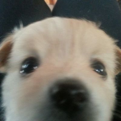 Just a dog reallyさんのプロフィール画像