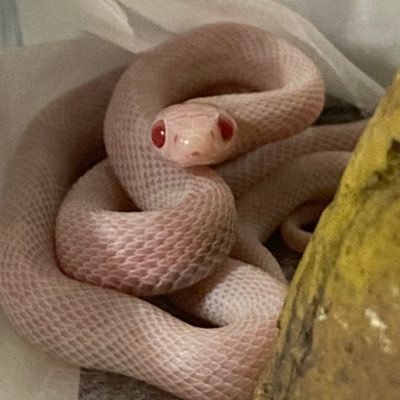 コーンスネーク/ブリザードの白桜丸です ｡❀🐍🔰 試行錯誤しながら飼育してます。車やバイクも好きです。本垢@vamp_xvs_4