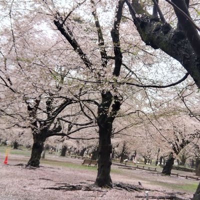 korokorori23's profile picture. 猫とサッカー観戦とお笑いが好きです。