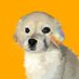 狗換毛 (@sleepingonfur) Twitter profile photo 狗換毛 (@sleepingonfur) Twitter profile photo