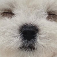 王小笨 (@woshibenben_) 's Twitter Profile
