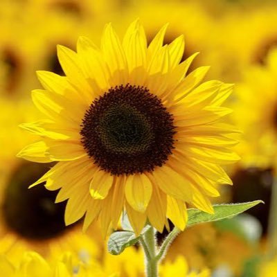 himawaripom_'s profile picture. 独り言。 広く浅く色んなものに興味があり、好きなものがころころ変わります。 ずっと変わらず好きなものは他にある。