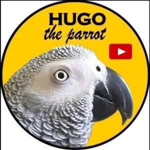 🦜 Hugo the Parrot: charismatic African Grey star of a popular vlog 🎥 Launching a crypto token & NFT drop to support parrot conservation 🌍 Join our community