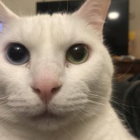 Chipster (@chipstertheman) 's Twitter Profile