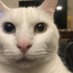 Chipster (@chipstertheman) Twitter profile photo Chipster (@chipstertheman) Twitter profile photo