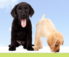 We're a new website offering a really simple place to find your perfect Puppy! Drop by, it would be great to see ya!