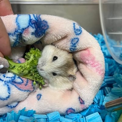 チーム【ハムっと🐹みなみ】みなみです！ハムスター20匹と暮らしてます🐹 無言フォロー大歓迎です(՞ ܸ. .ܸ՞)︎🤍 YouTubeもフォローお願いします🙇‍♀️♡