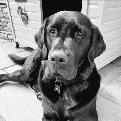 azwrights's profile picture. 