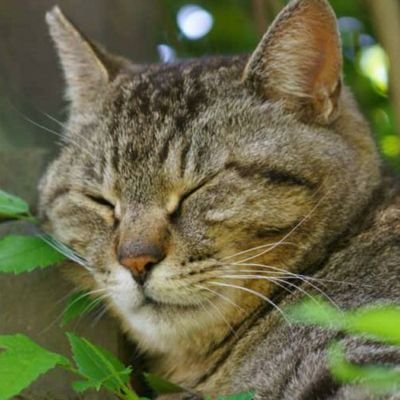 miau