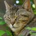 miau (@miauhehe1) Twitter profile photo miau (@miauhehe1) Twitter profile photo